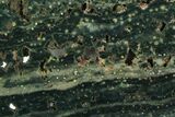 Orbicular Ocean Jasper Slab - Madagascar #129852-1